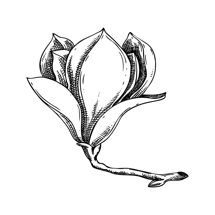 Magnolia sketch. Vintage floral drawing. Blooming tree branch hand-drawn vector illustration. Spring flower design element. NOT AI generated